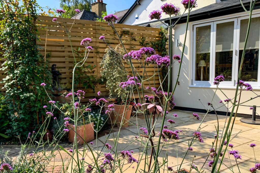 A small traditional garden with a small patio and a conservatory with verbena growing with colourful purple flowers. Along the side of the garden is a hit and miss fence.