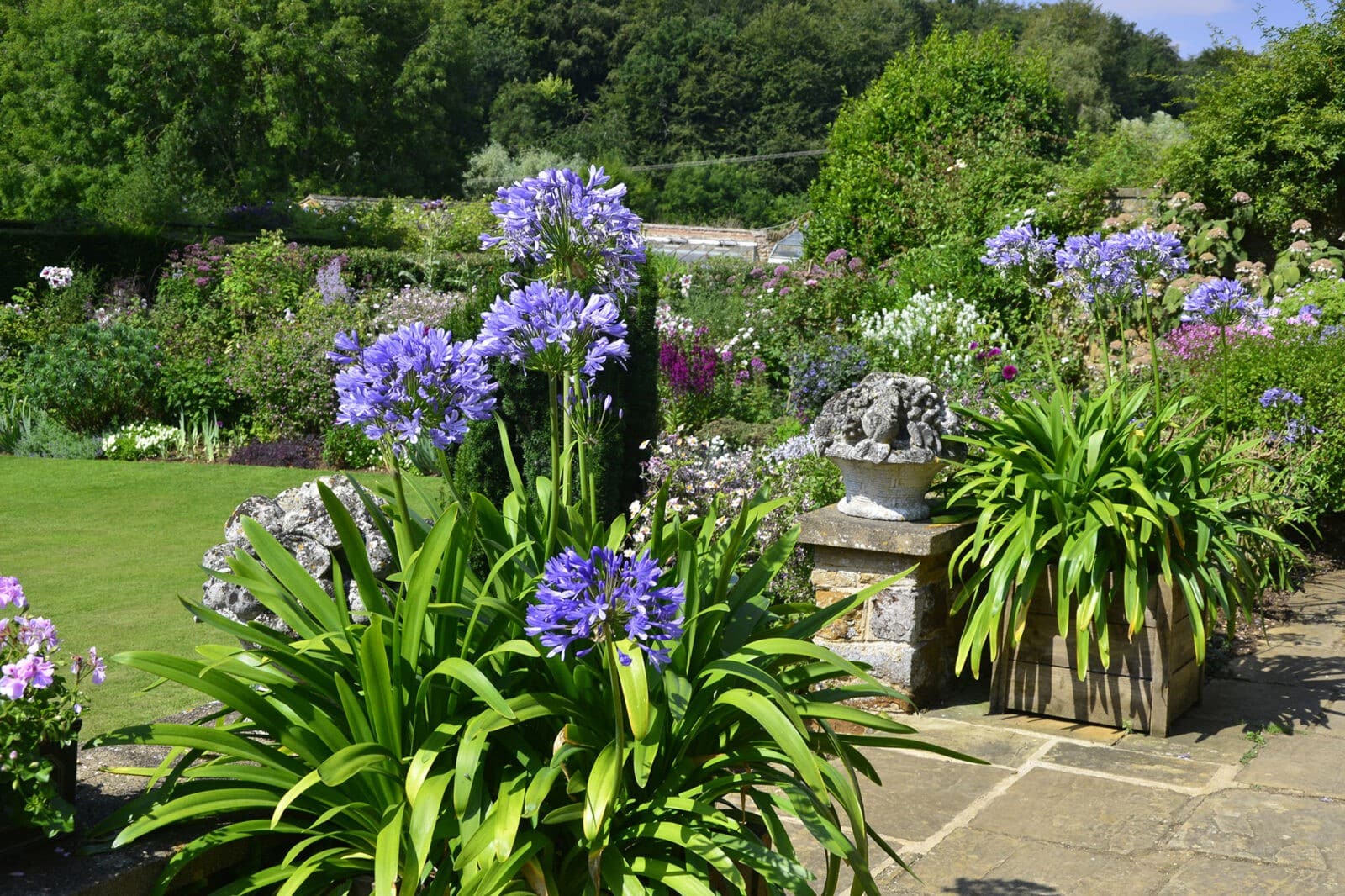 formal garden with agapanthus