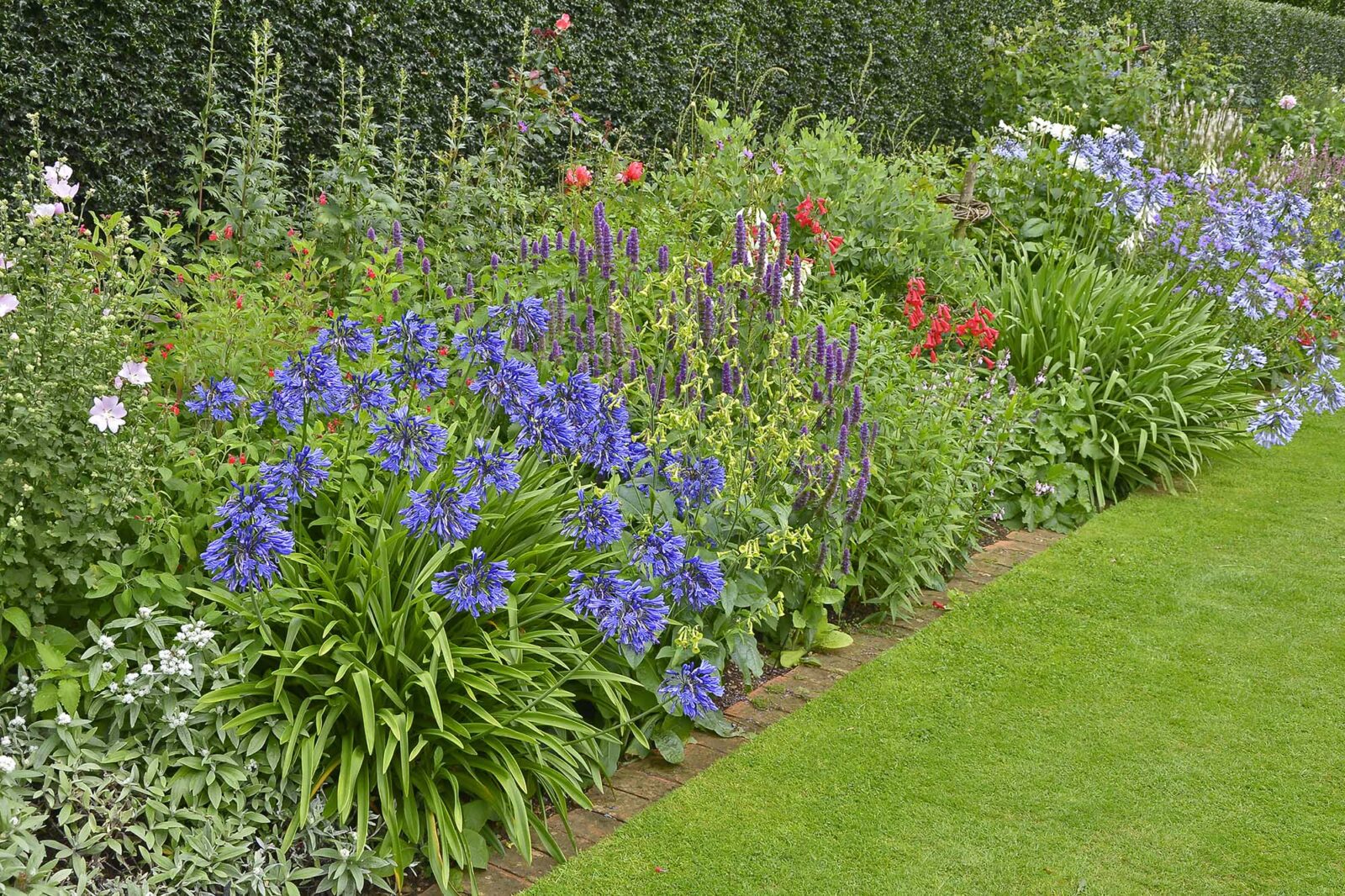 Mixed herbaceous perennials full of colour and depth for cutting garden