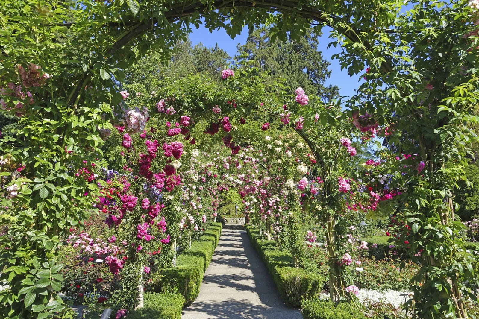 Iron Rose Arches with a gravel pathway