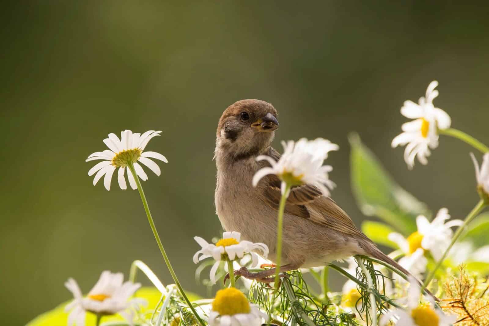 A sparrow in a patch of daises