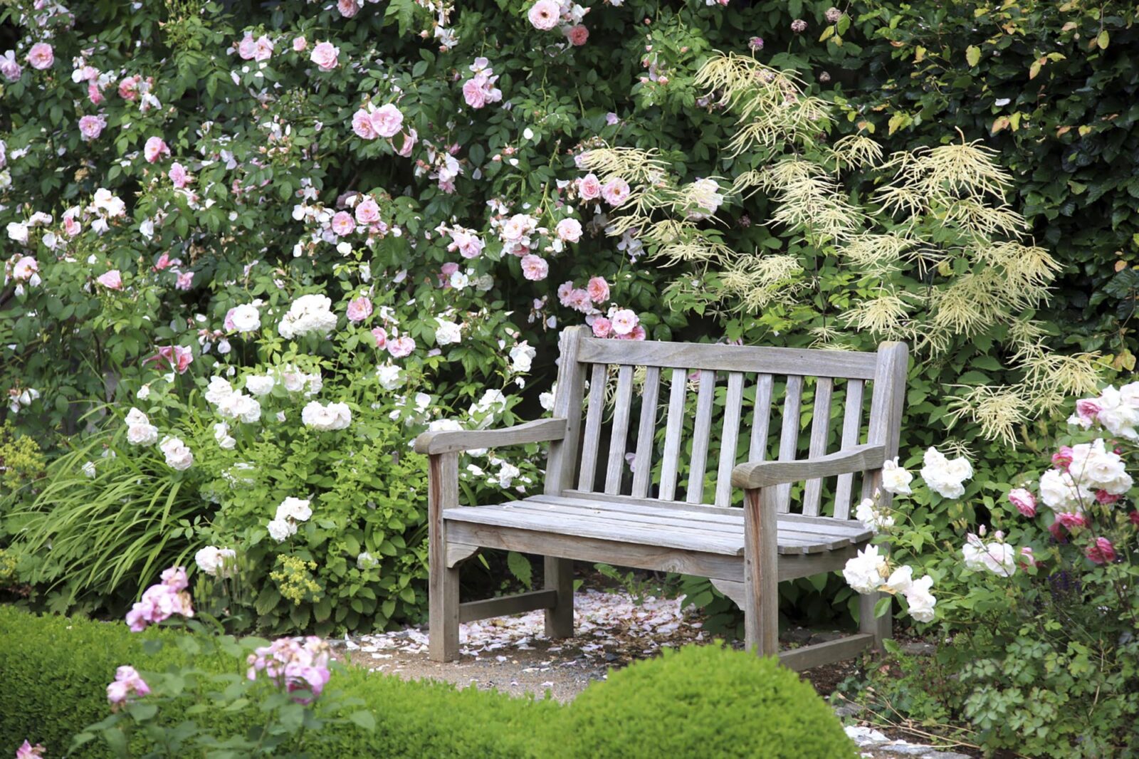 roses with a small bench in a lovely garden with lots of colour