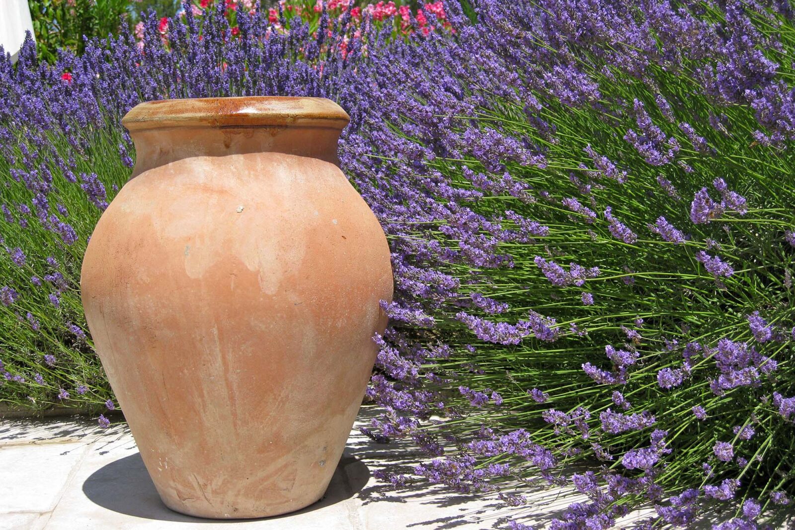 large pot with lots of lavender in the summer