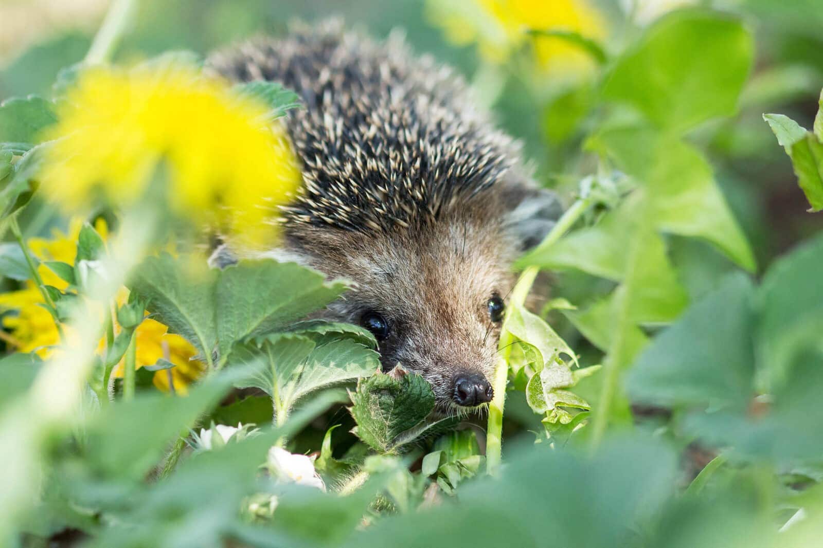 hedgehog in a garden amongst wild flowers