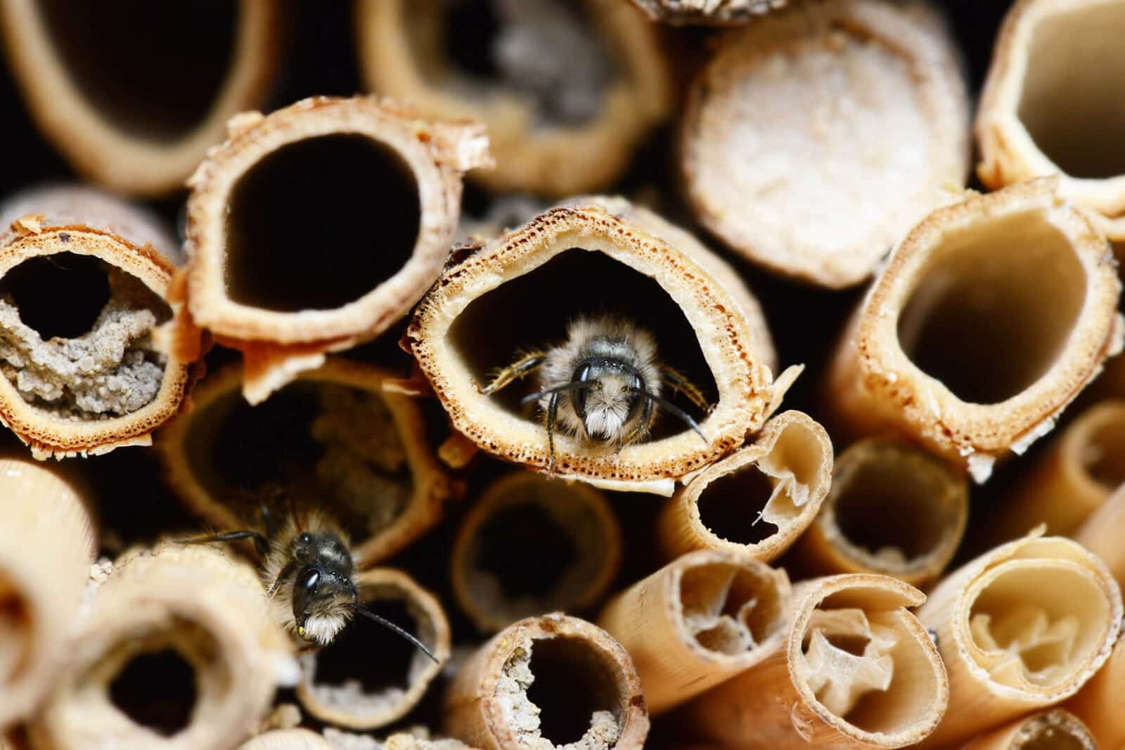 Bee hotel from natural reeds or rolled paper