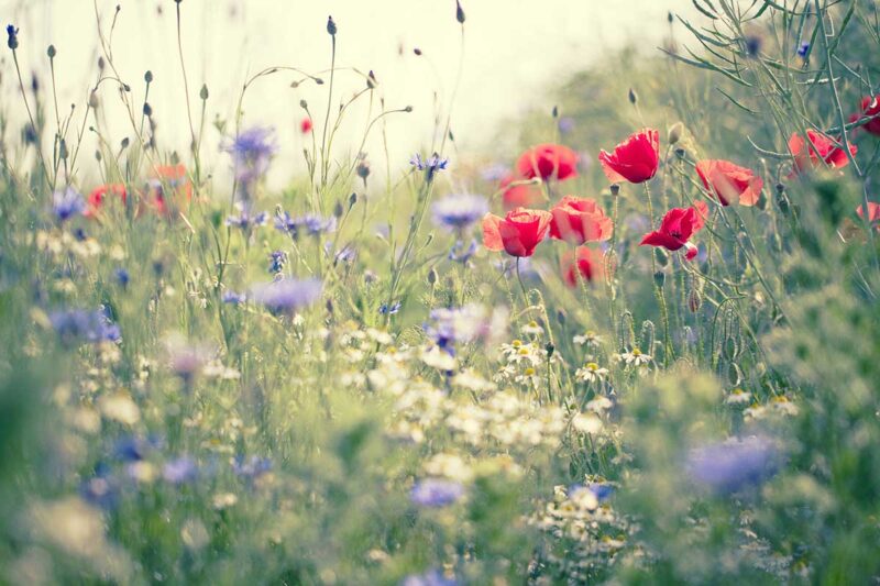 wildflowers growing which including poppies, cornflowers, daisies and long grasses in a garden