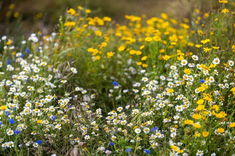 wildflowers with beautiful white daisies, cornflowers and yellow daisies in the background