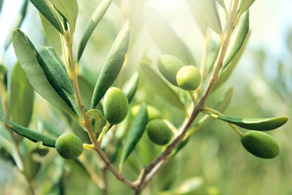 mediterranean lifestyle using olive trees and fresh olive oil.
