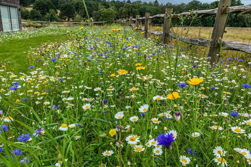 beautiful wildflower meadow with daises, cornflowers, buttercups and a stunning array of colour