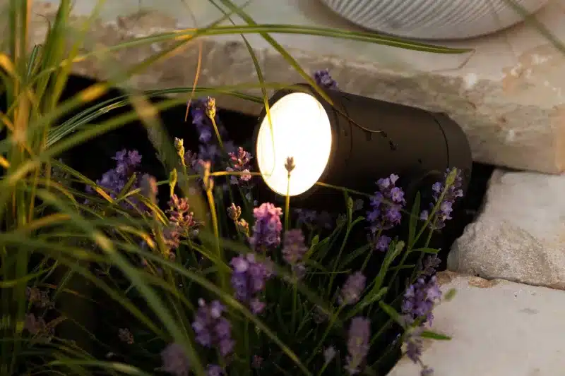 garden spolight with the lamp on to show up planting at night