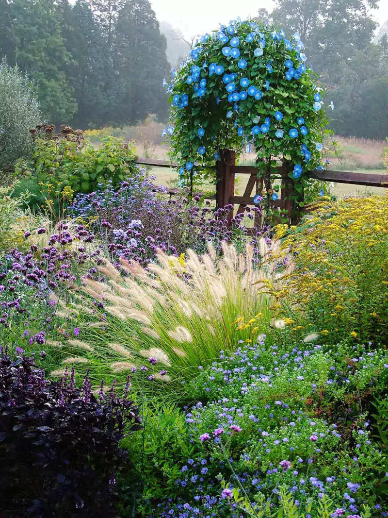 planting scheme in late summer with a clematis with blue flowers, grasses and a field behind with mist