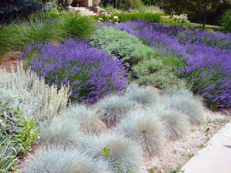 Contemporary planting scheme with low grasses, lavender, gravel and ground cover.