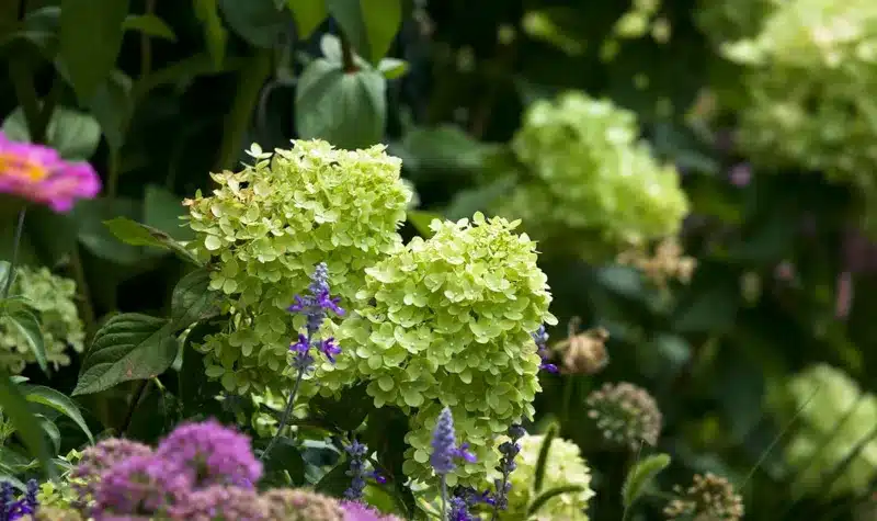 hydrangea annabelle with stunning white flowers and green leaves behind a small low growing box hedge