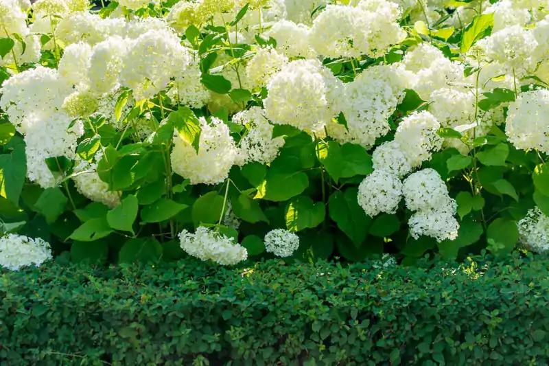 hydrangea annabelle with stunning white flowers and green leaves behind a small low growing box hedge