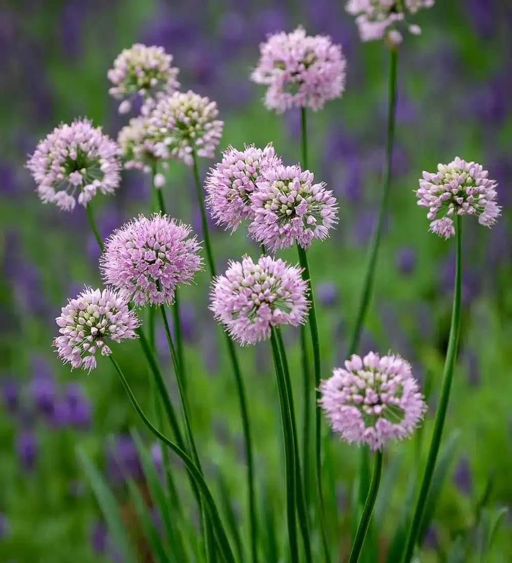 Allium summer beauty flowers with a blush pink colour and green background