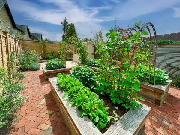 Picture of a vegetable garden once it has been built with oak raised beds, hazel arches with runner beans, and red coloured clay brick pavers
