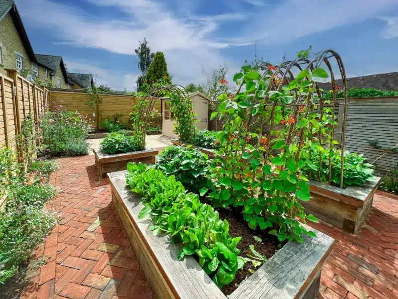 Picture of a vegetable garden once it has been built with oak raised beds, hazel arches with runner beans, and red coloured clay brick pavers by luxury garden design in reigate surrey